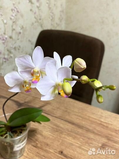 Цветет. Орхидея Hatuyuki Nagoriyuki