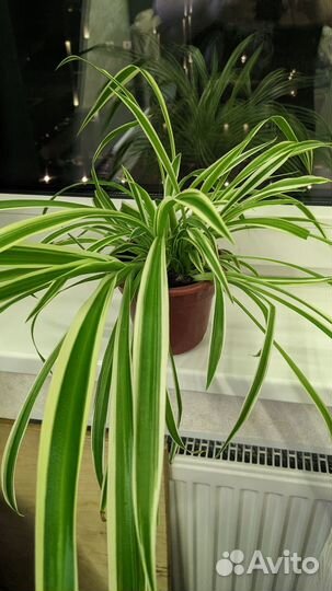 Хлорофитум