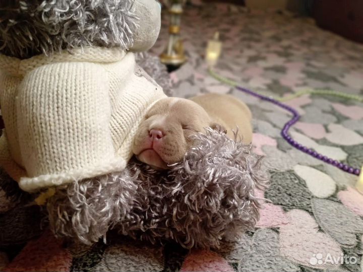 Американский булли щенки