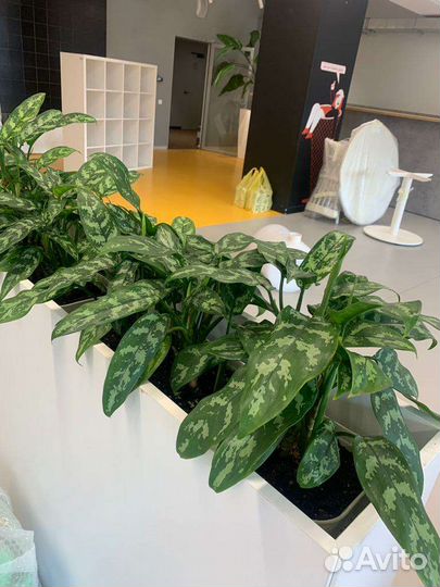 Кашпо для цветов напольное