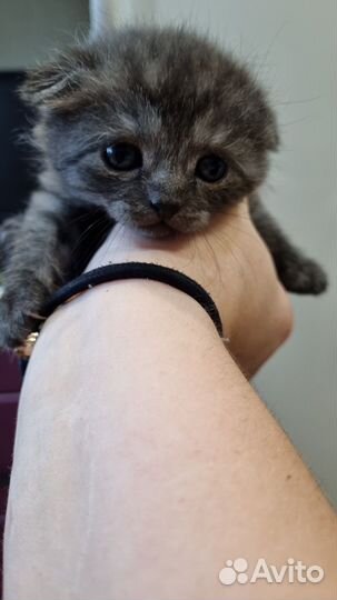 Шотландская кошечка