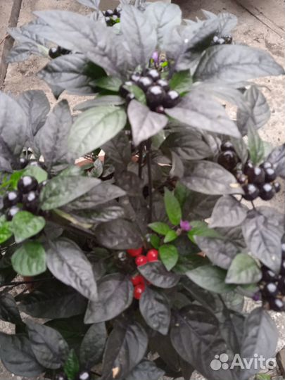 Семена перца Черный Жемчуг-7сем