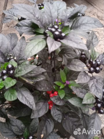 Семена перца Черный Жемчуг-7сем