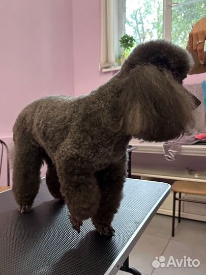 Груминг, стрижка собак и кошек