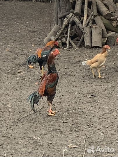 Бойцовые петухи