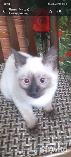 Кошка