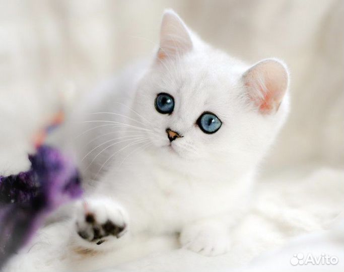 Британские серебристые шиншиллы