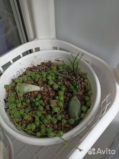 Комнатные растения цветы