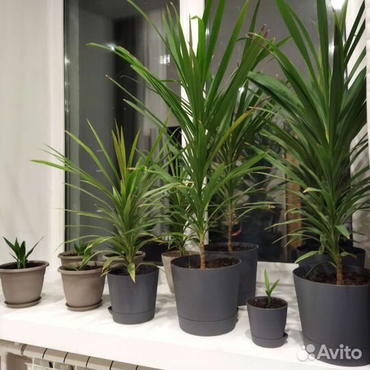 Комнатные цветы Драцена