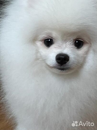 Щенки померанского шпица медвежьего типа