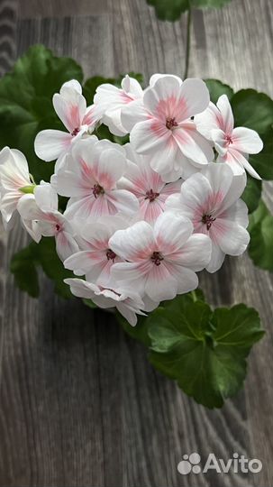 Пеларгонии сортовые