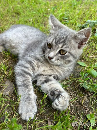 Котята в добрые руки даром бесплатно