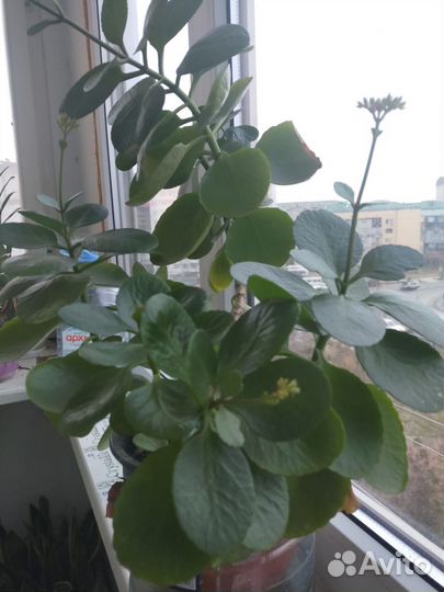 Комнатные цветы каланхоэ
