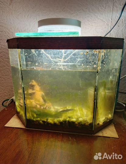 Аквариум