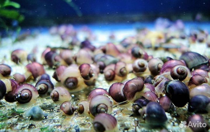 Улитки ампулярии