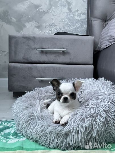 Чихуахуа мини