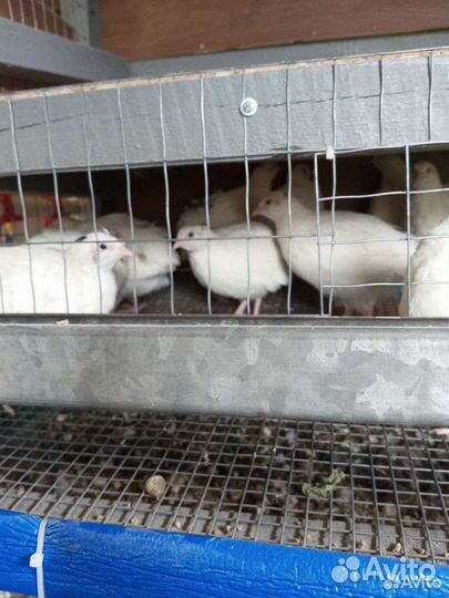 Перепелиные домашние яйца