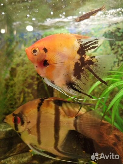 Скалярия кои