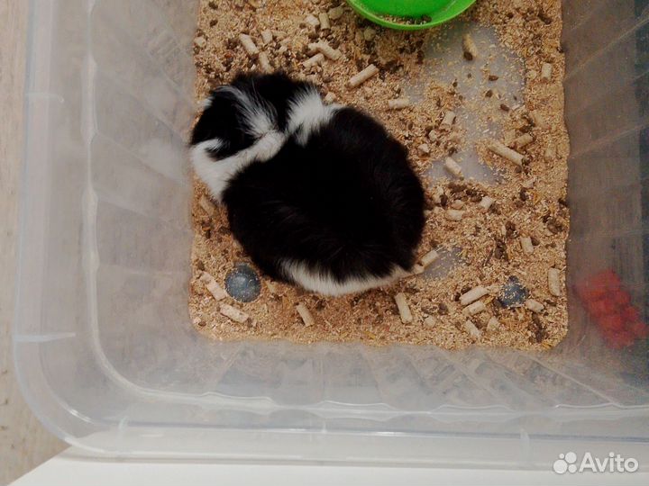 Морская свинка девочка