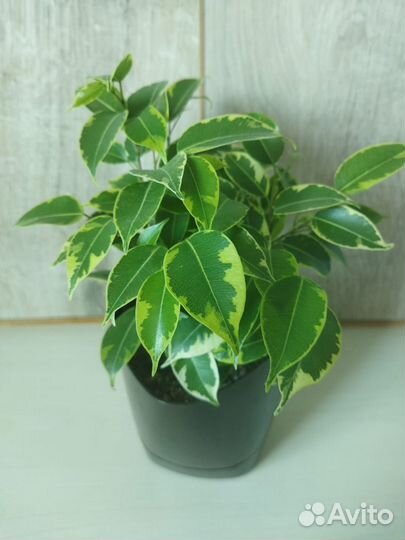 Фикус Бенджамина