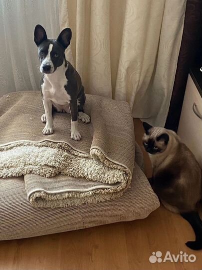 Передержка животных