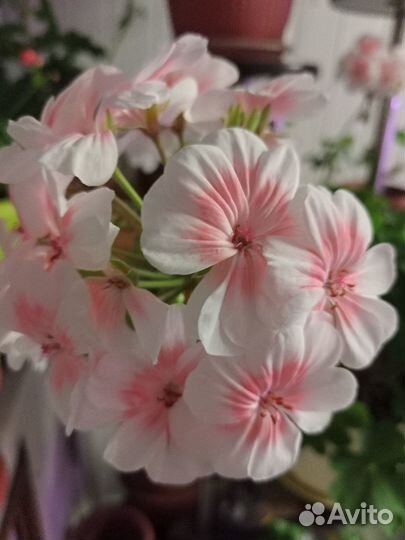 Пеларгонии в горшках,молодые большие растения