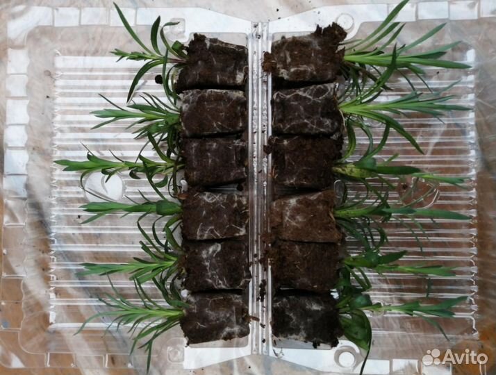 Гвоздика Oskar