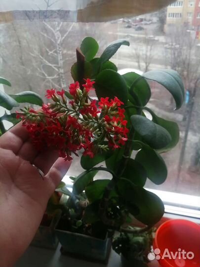 Каланхоэ лечебное, цетущее, отростки