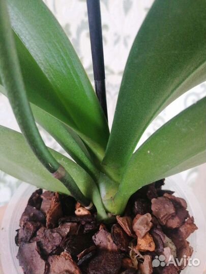 Фаленопсис биглип