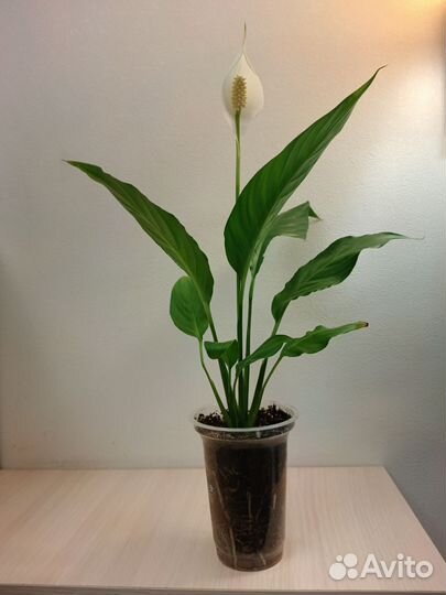 Спатифилум(женское счастье)