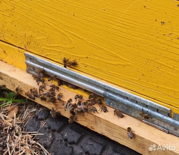 Опт мед натуральный Алтайский минимально 16 кг