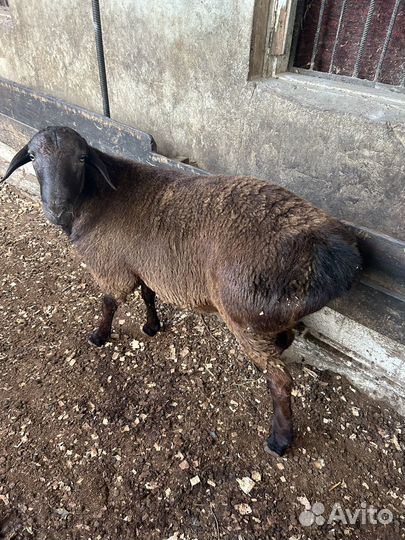 Баран гисар 5 октебря было 8 месяцев