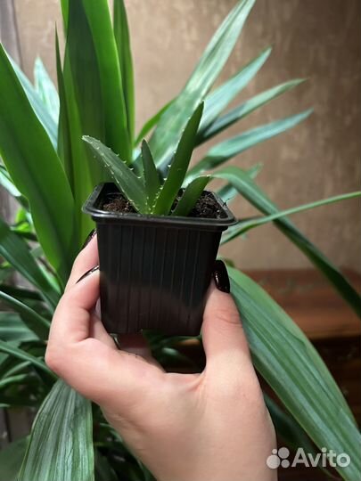 Комнатные цветы алоэ
