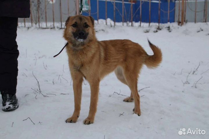 Маленькая собака в добрые руки