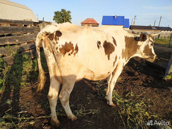 Продам корову