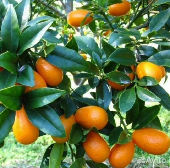 Кумкват Маргарита