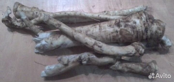 Корень хрена