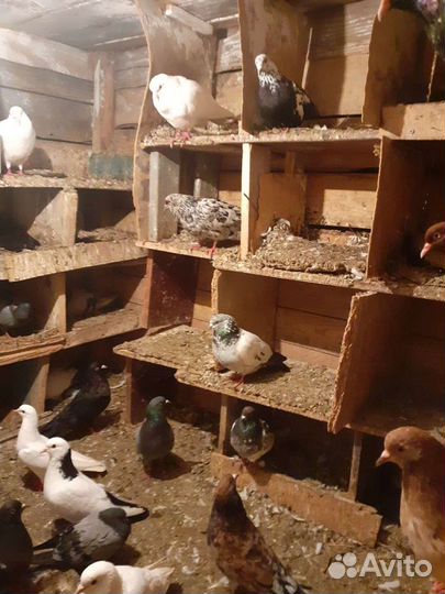 Голуби лётные бойные