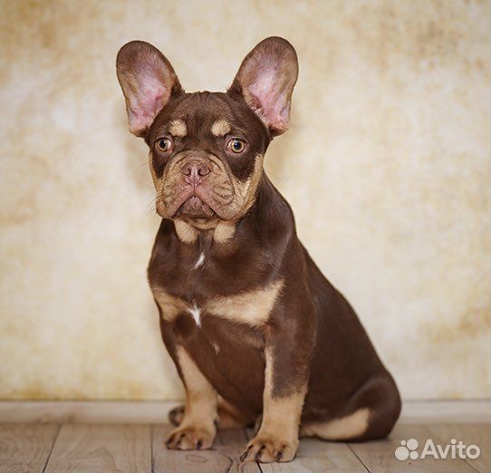 Французский бульдог, подрощенный мальчик