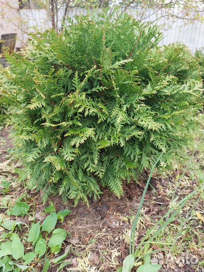 Туя шаровидная Вудварди