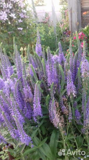 Многолетники