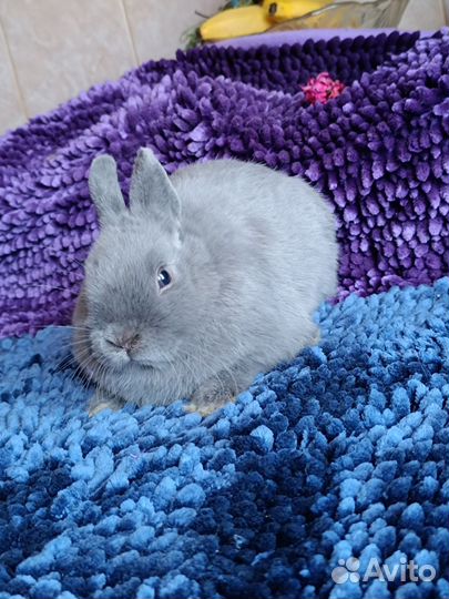 Нидерландский карлик