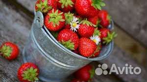 Клубника саженцы зкс в горшках