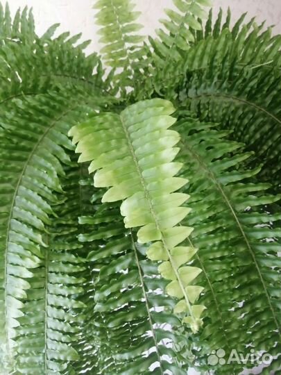 Папоротник комнатный