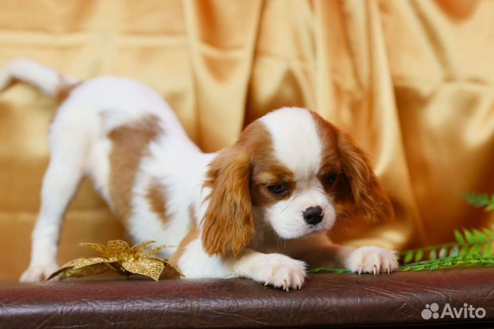 Спаниель королевский Кавалер