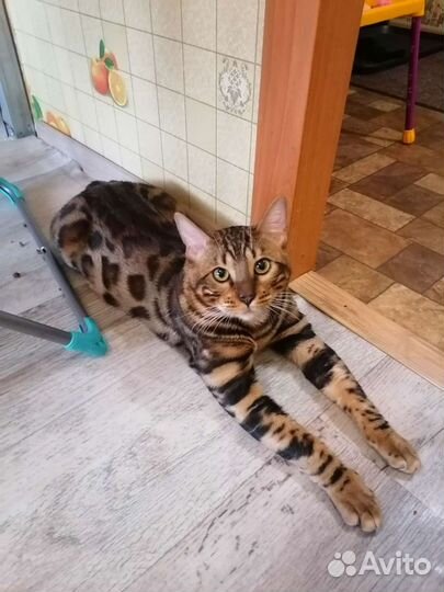 Бенгальский кот