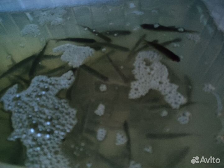 Живец на щуку