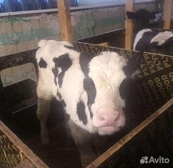 Бычки и телята