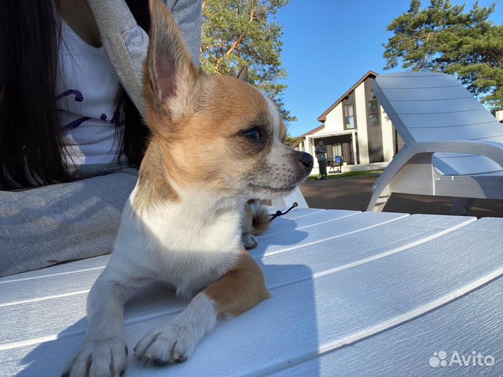 Кобель. Вязка чихуахуа