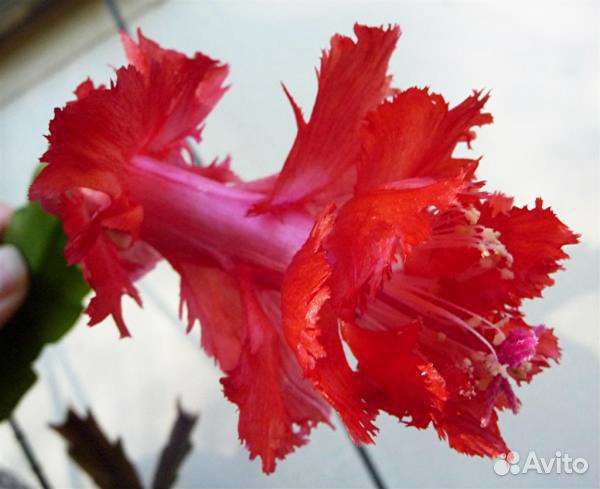 Комнатные цветы